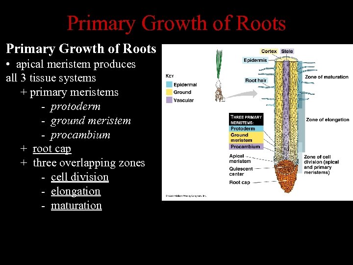 Primary Growth of Roots • apical meristem produces all 3 tissue systems + primary