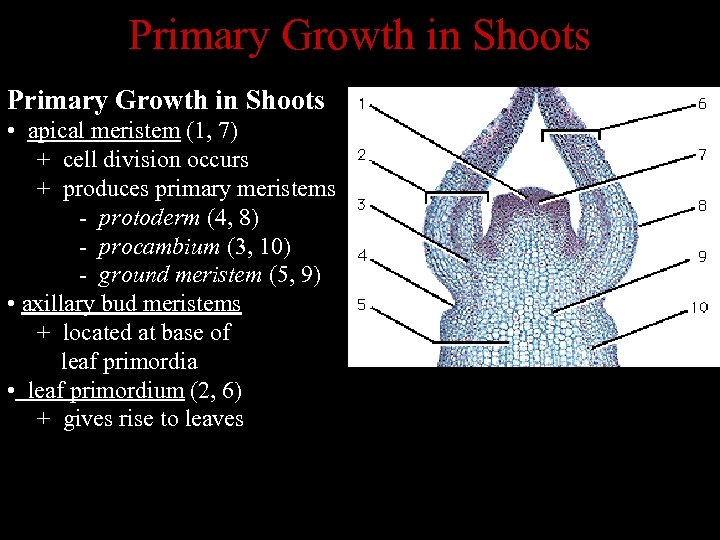 Primary Growth in Shoots • apical meristem (1, 7) + cell division occurs +