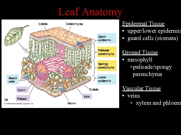 Leaf Anatomy Epidermal Tissue • upper/lower epidermis • guard cells (stomata) Ground Tissue •