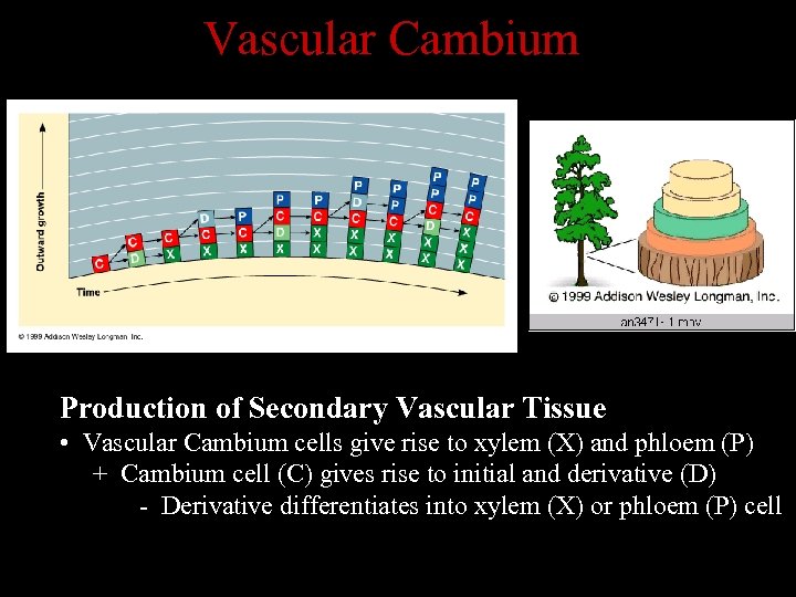 Vascular Cambium Production of Secondary Vascular Tissue • Vascular Cambium cells give rise to