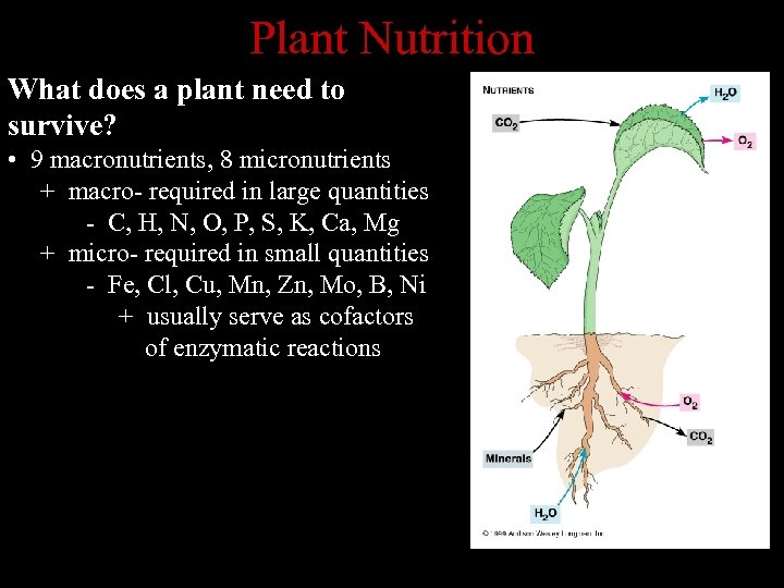 Plant Nutrition What does a plant need to survive? • 9 macronutrients, 8 micronutrients