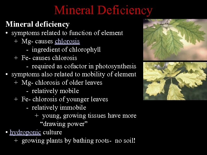 Mineral Deficiency Mineral deficiency • symptoms related to function of element + Mg- causes