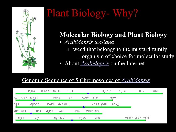 Plant Biology- Why? Molecular Biology and Plant Biology • Arabidopsis thaliana + weed that