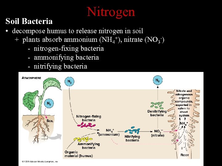 Soil Bacteria Nitrogen • decompose humus to release nitrogen in soil + plants absorb