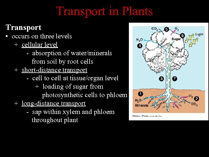 Transport in Plants Transport • occurs on three levels + cellular level - absorption
