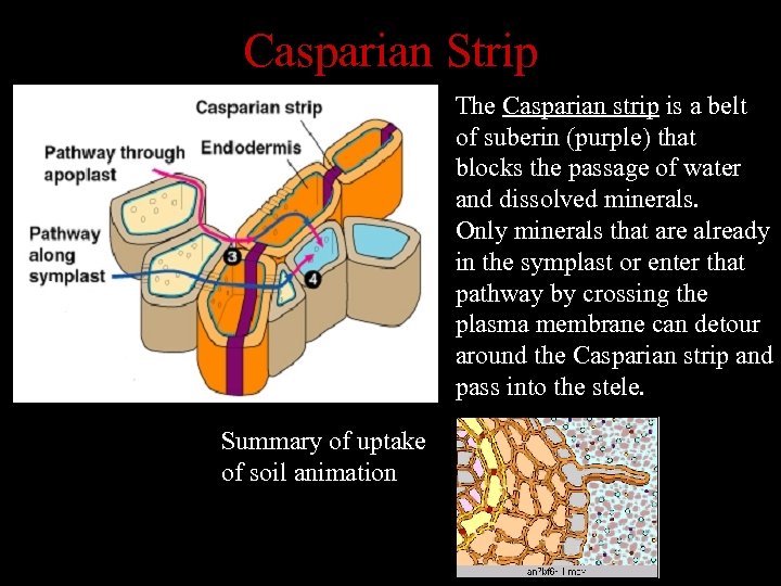 Casparian Strip The Casparian strip is a belt of suberin (purple) that blocks the