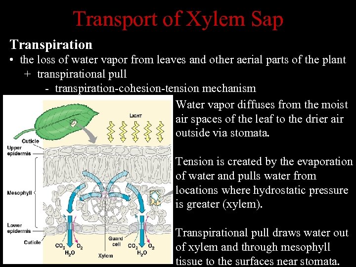 Transport of Xylem Sap Transpiration • the loss of water vapor from leaves and