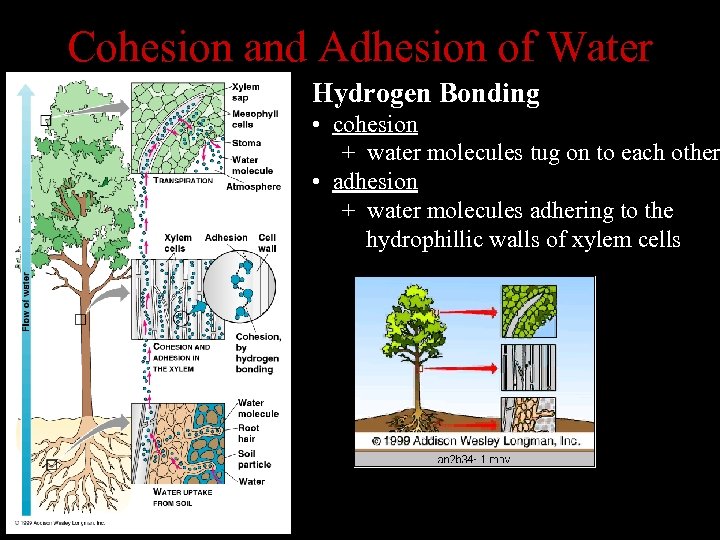 Cohesion and Adhesion of Water Hydrogen Bonding • cohesion + water molecules tug on