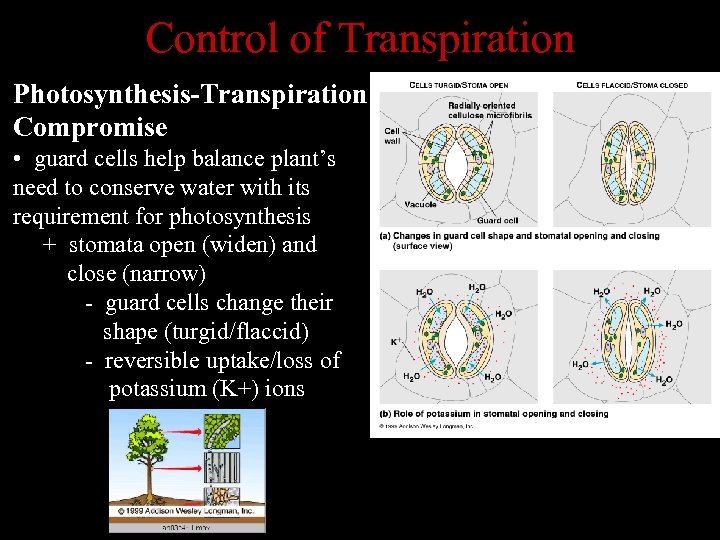 Control of Transpiration Photosynthesis-Transpiration Compromise • guard cells help balance plant’s need to conserve