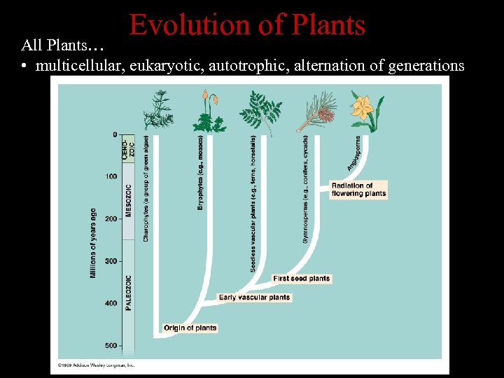 Evolution of Plants All Plants… • multicellular, eukaryotic, autotrophic, alternation of generations 
