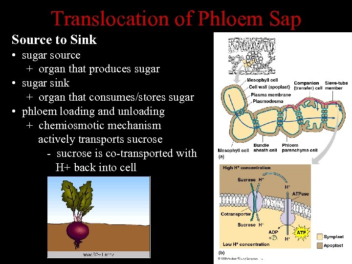Translocation of Phloem Sap Source to Sink • sugar source + organ that produces