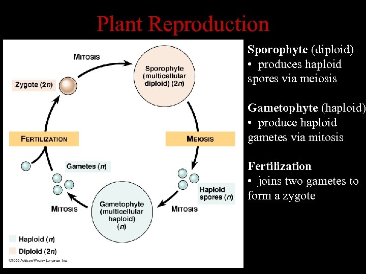 Plant Reproduction Sporophyte (diploid) • produces haploid spores via meiosis Gametophyte (haploid) • produce