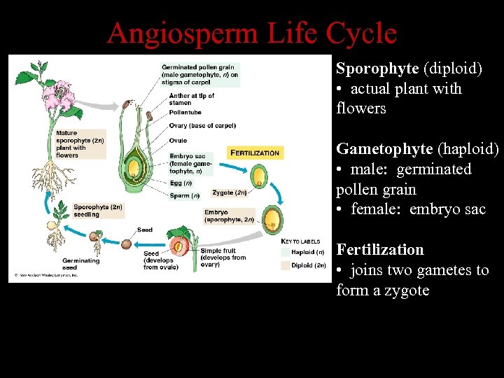 Angiosperm Life Cycle Sporophyte (diploid) • actual plant with flowers Gametophyte (haploid) • male: