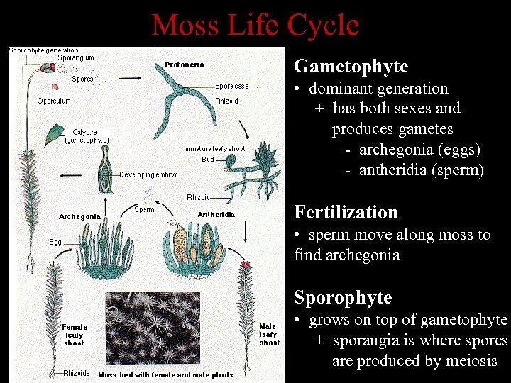 Moss Life Cycle Gametophyte • dominant generation + has both sexes and produces gametes
