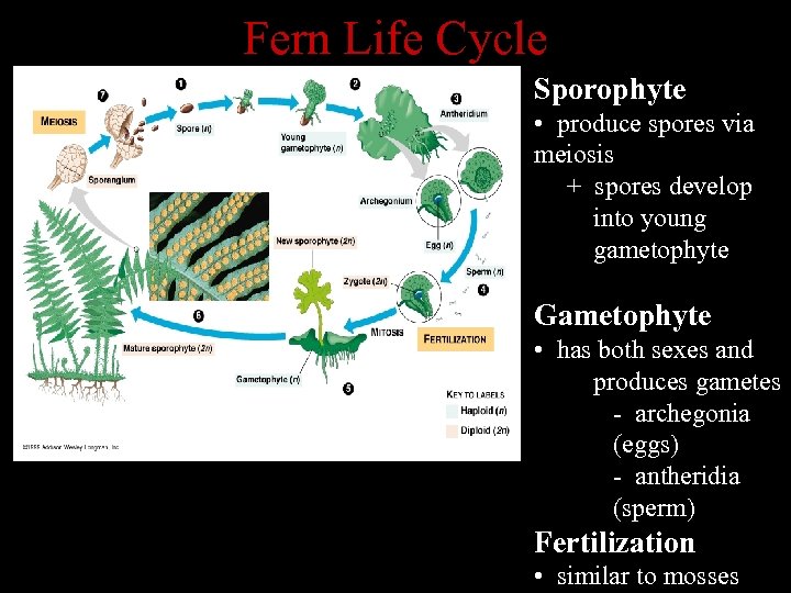 Fern Life Cycle Sporophyte • produce spores via meiosis + spores develop into young