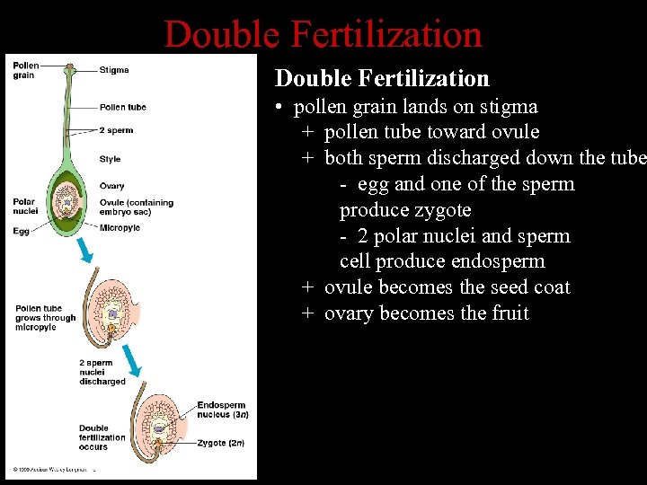 Double Fertilization • pollen grain lands on stigma + pollen tube toward ovule +