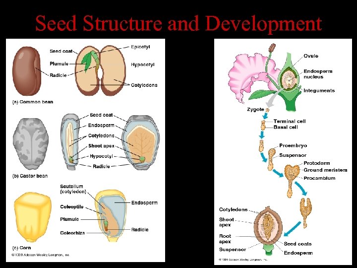 Seed Structure and Development 