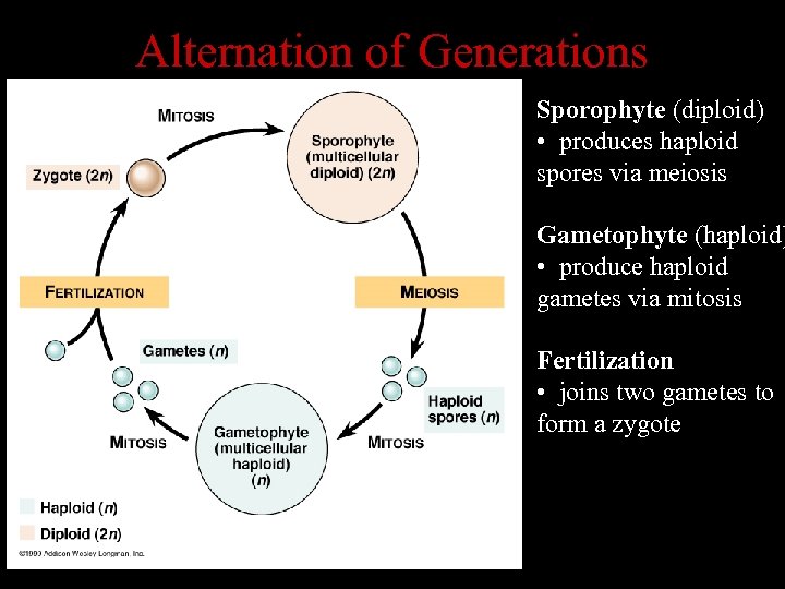 Alternation of Generations Sporophyte (diploid) • produces haploid spores via meiosis Gametophyte (haploid) •