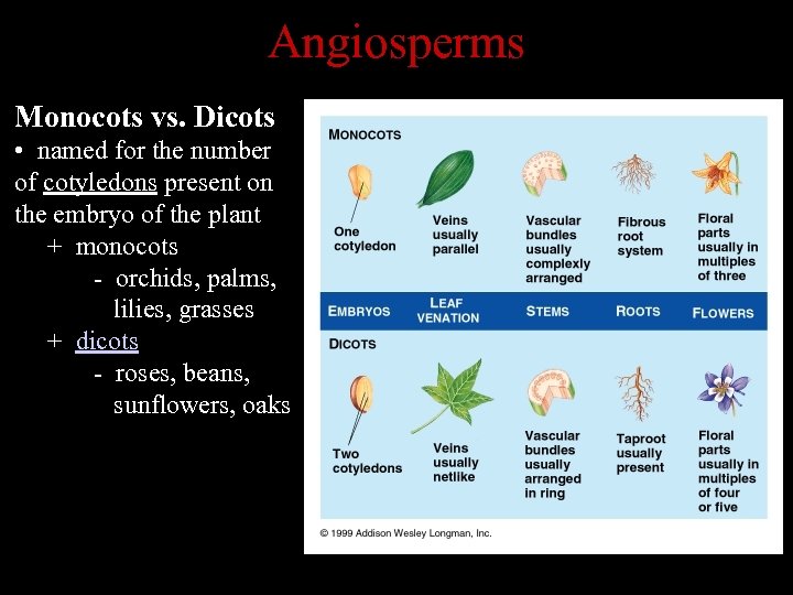 Angiosperms Monocots vs. Dicots • named for the number of cotyledons present on the