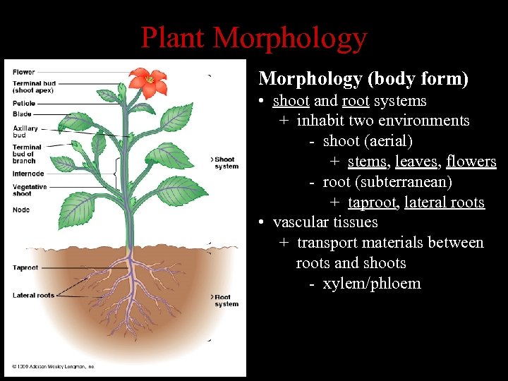 Plant Morphology (body form) • shoot and root systems + inhabit two environments -