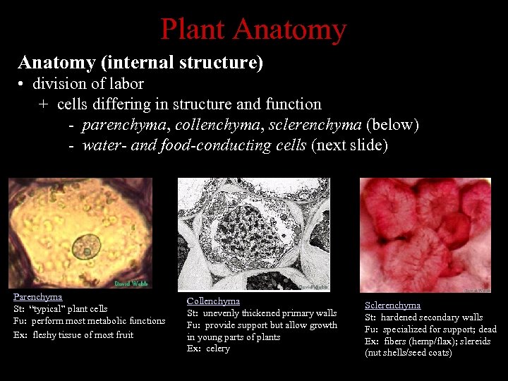 Plant Anatomy (internal structure) • division of labor + cells differing in structure and