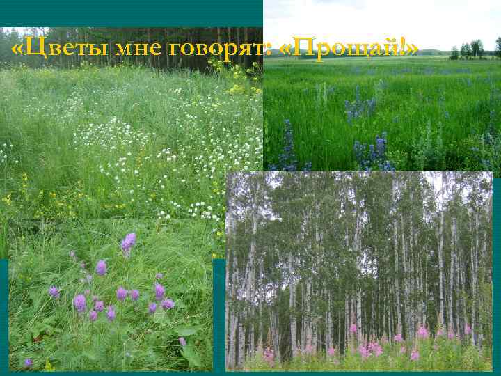  «Цветы мне говорят: «Прощай!» 