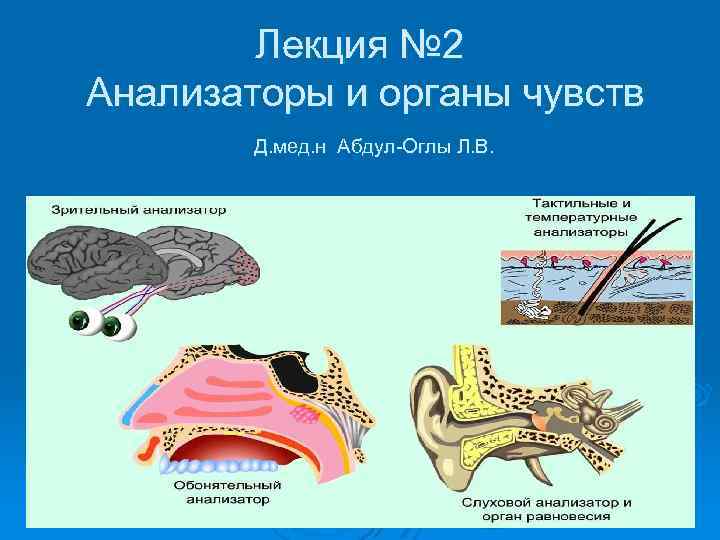 Презентация по биологии 8 класс орган равновесия мышечное и кожное чувство