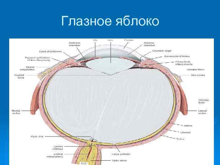 Глазное яблоко 