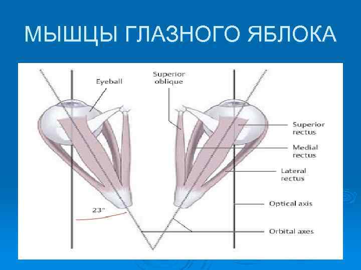 МЫШЦЫ ГЛАЗНОГО ЯБЛОКА 