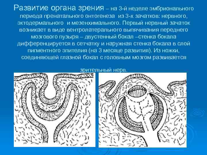 Развитие органа зрения – на 3 -й неделе эмбрионального периода пренатального онтогенеза из 3