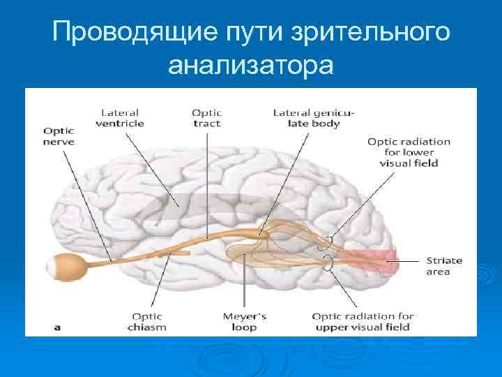 Проводящие пути зрительного анализатора 