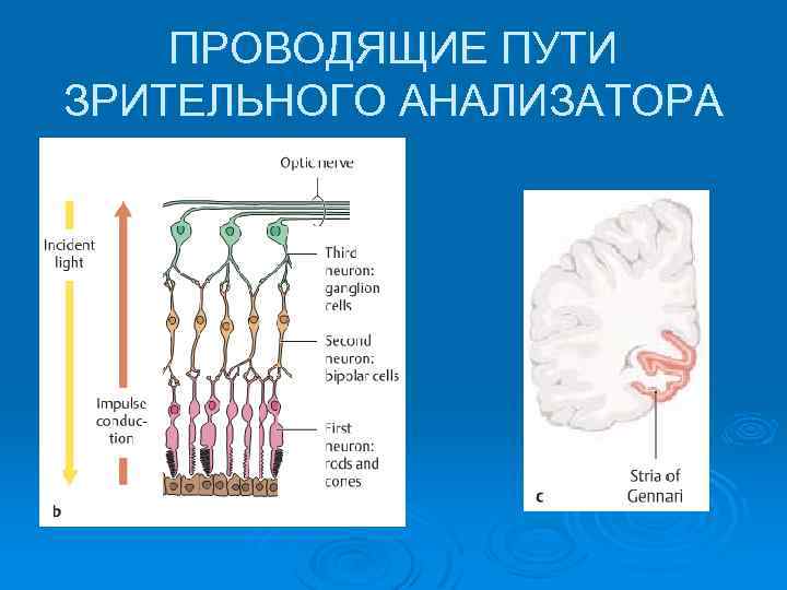ПРОВОДЯЩИЕ ПУТИ ЗРИТЕЛЬНОГО АНАЛИЗАТОРА 