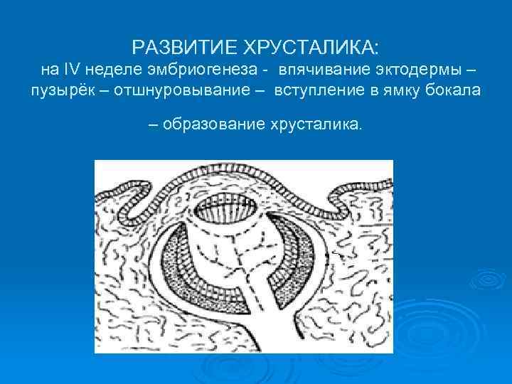 РАЗВИТИЕ ХРУСТАЛИКА: на IV неделе эмбриогенеза - впячивание эктодермы – пузырёк – отшнуровывание –