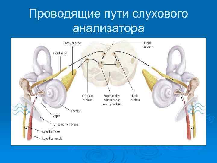 Проводящий путь слухового анализатора схема с подписями