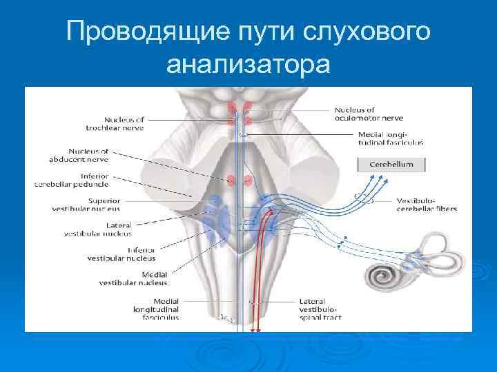 Проводящий путь слухового анализатора схема с подписями