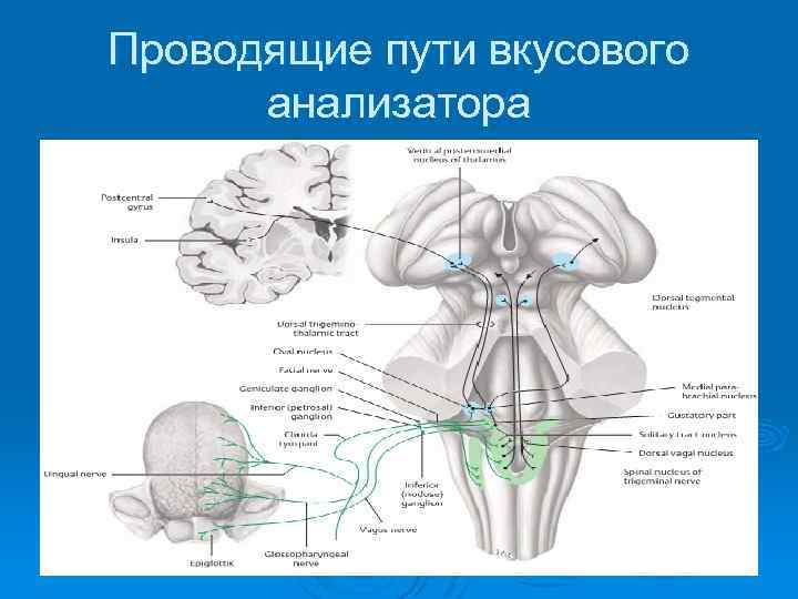 Проводящие пути вкусового анализатора 