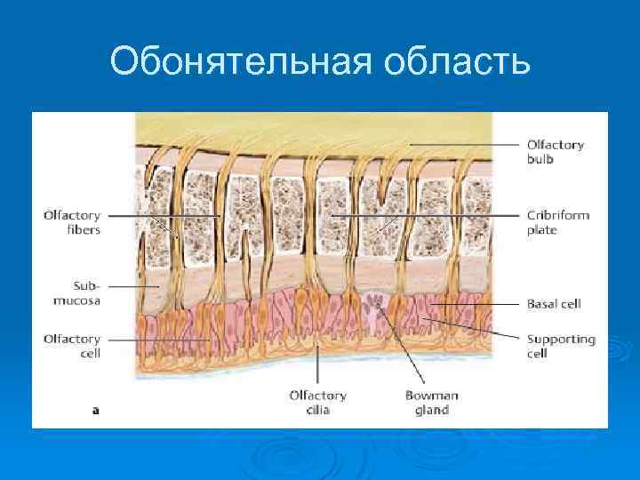 Обонятельная область 
