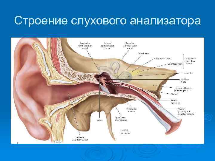 Строение слухового анализатора 
