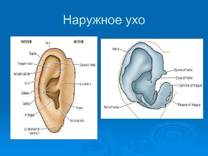 Наружное ухо 