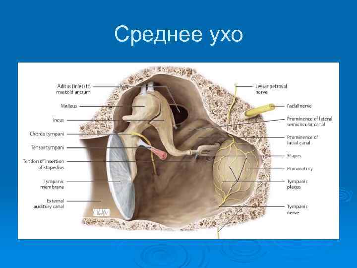 Среднее ухо 