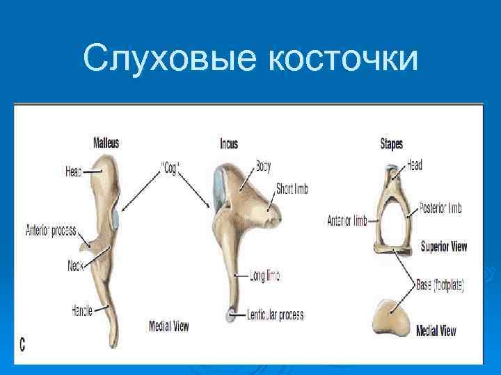 Слуховые косточки 