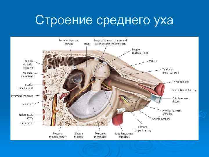 Анатомия среднего уха человека в картинках с описаниями