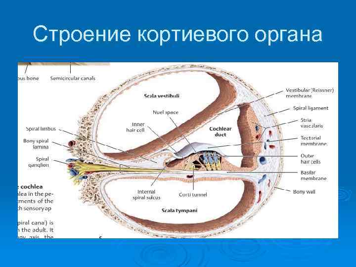 Рассмотрите на рисунке строение улитки и кортиева органа подпишите обозначения и функции структур