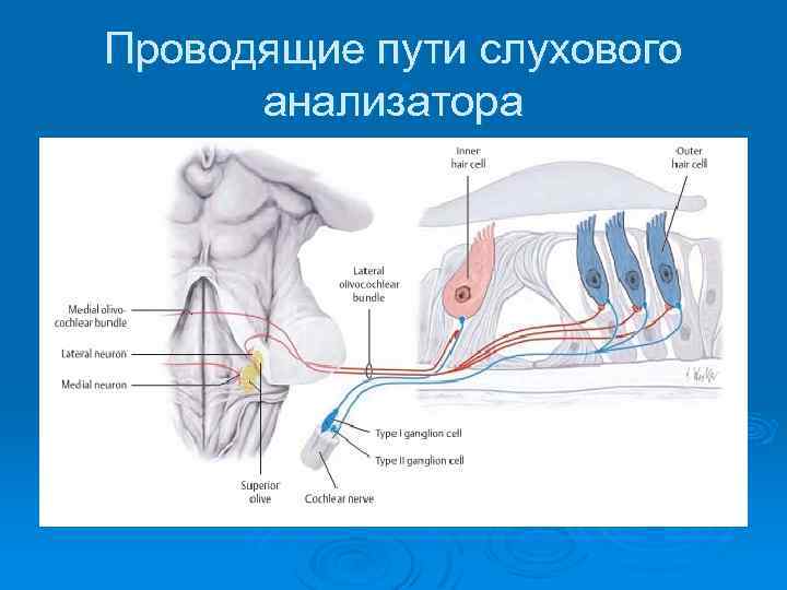 Проводящий путь слухового анализатора схема с подписями