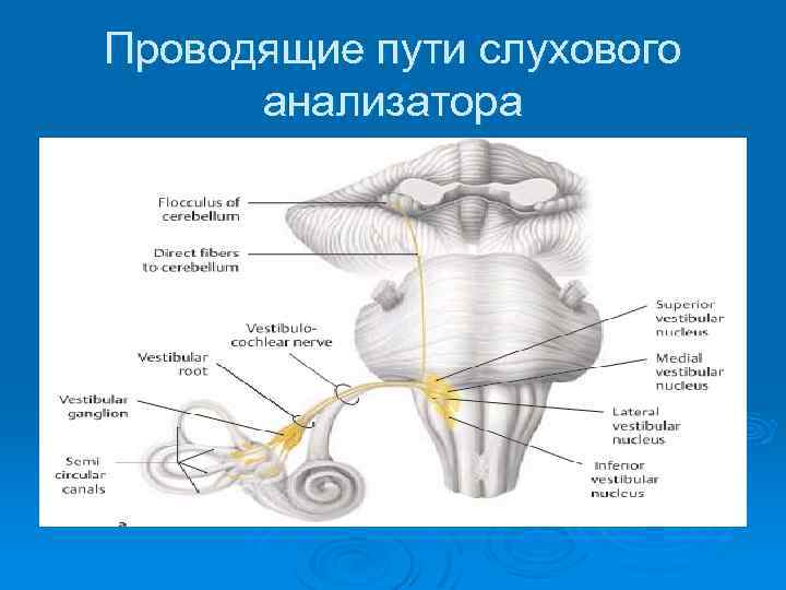 Проводящие пути слухового анализатора 