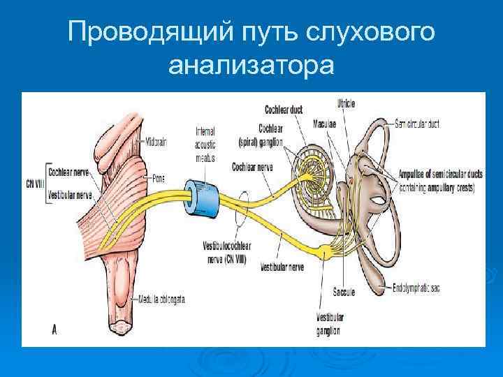 Проводящий путь слухового анализатора 