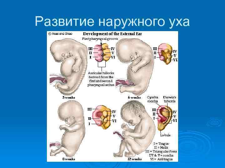 Развитие наружного уха 
