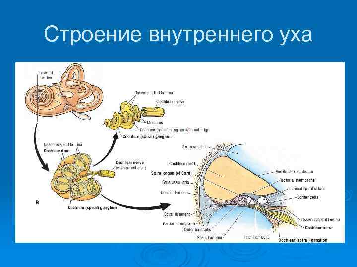 Строение внутреннего уха 