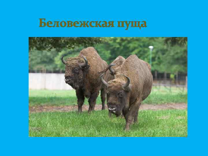  Беловежская пуща 