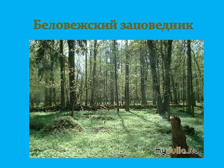  Беловежский заповедник 